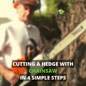 cutting a hedge with chainsaw in 4 easy steps