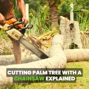 cutting palm tree with a chainsaw
