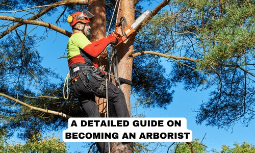 guide on becoming an arborist